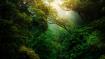 Data platform launches to help FIs eliminate deforestation from their portfolios